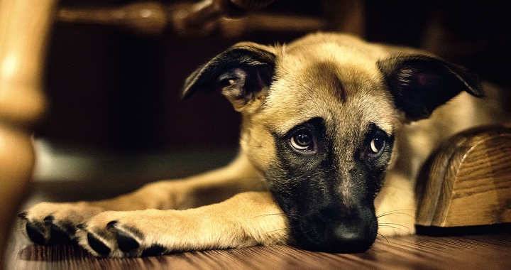 jugo madre preámbulo Señales y síntomas de dolor en el perro – Praxia Clínica Veterinaria